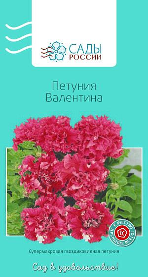 Петуния Валентина

Петуния крупноцветковая махровая, цветки очень крупные, диаметром 12 см, гвоздиковидные с густобахромчатым волнистым краем, насыщенно-карминово-красные. Теплолюбива. Рассаду высаживают в грунт после того, как минует угроза возвратных заморозков.