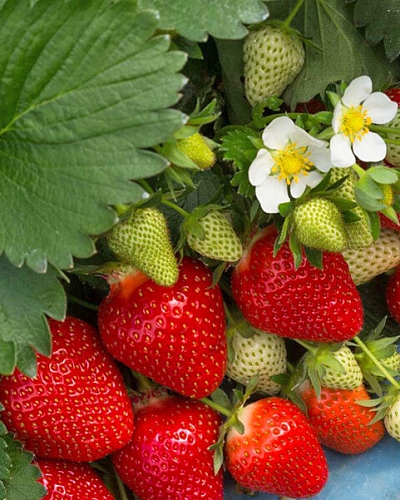 Саженцы Клубника (Земляника) садовая Алая роза