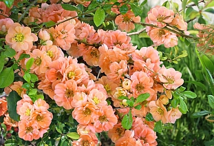 Айва прекрасная Гейша