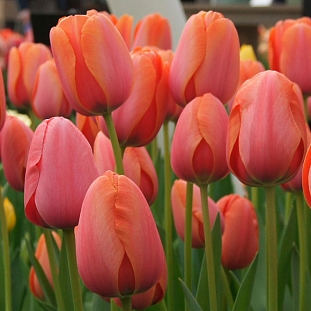 Тюльпан Дарвинов гибрид Эприкот Импрешн