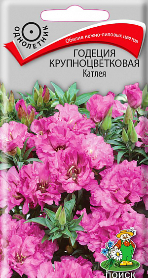 Семена Годеция Крупноцветковая Катлея.
Великолепные махровый нежно-лиловые цветы! Растение высотой около 40 см. 
Крупные цветы с волнистыми краями, полумахровые. Цветет обильно с июля по октябрь. 
Используют для переднего края бордюров, рабаток, клумб.
Агротехника. Растение холодостойкое. 
Предпочитает солнечные места, переносит полутень, хорошо растет на плодородных, достаточно влажных почвах. 
Посев семян производят в апреле-мае в открытый грунт. Глубина заделки семян 0,5 см. 
При температуре +20°С всходы появляются на 7-14 день. 
При площади питания 20x40 см получаются раскидистые, шарообразные кустики, обильно покрытые цветами.