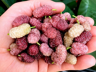 Шелковица розовая