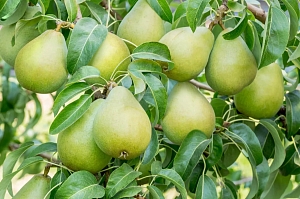 Груша Первая Ласточка