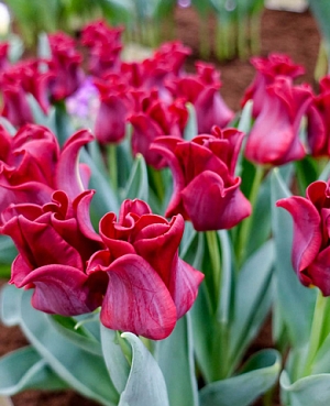 Тюльпан триумф Ред Дресс