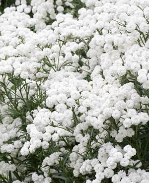 Тысячелистник Птармика Жемчуг