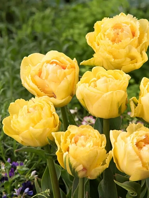 Тюльпан махровый бахромчатый Лемон Шут