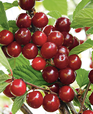 Саженцы Вишня войлочная Царевна