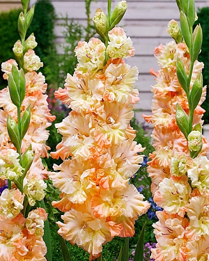 Гладиолус Сочи