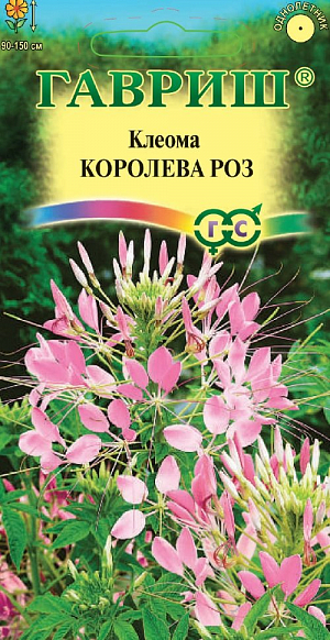 Семена Клеома Королева роз<br>
 <br>
 Однолетнее полукустарниковое растения высотой 90-150 см. Цветки густо-розовая, очень своеобразные, похожие на паучка - четыре лепестка венчика расположены с одной стороны цветка, а с другой - тонкие и длинные тычинки и столбик. Цветки собраны в конечную многоцветковую кисть, распускаются снизу вверх и кисть при этом постепенно вытягивается. Из отцветших цветков образуются направленные в стороны вытянутые коробочки на длинных плодоножках. Растение свето- и теплолюбивое, засухоустойчивое, не переносит застоя воды.Клеома-очень эффектное растение, сразу приковывает к себе взгляд, даже если его высаживают на заднем плане большого цветника. Однако лучше всего смотрится в небольшой группе или одиночно среди более низкорослых цветов или зеленого газона. В срезке стоит более 10 дней, рекомендуется для оригинальных цветочных композиций.<br>