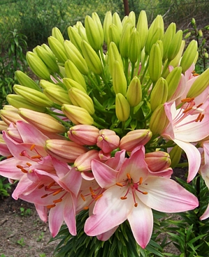 Лилия азиатская Марлен