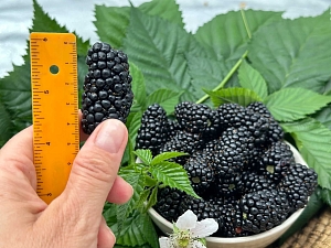 Ежевика Ягна