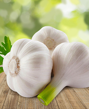 Чеснок озимый Скиф 10 шт