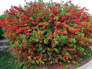 Айва превосходная Клементин