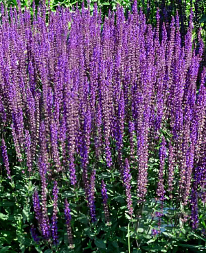 Шалфей дубравный Карадонна