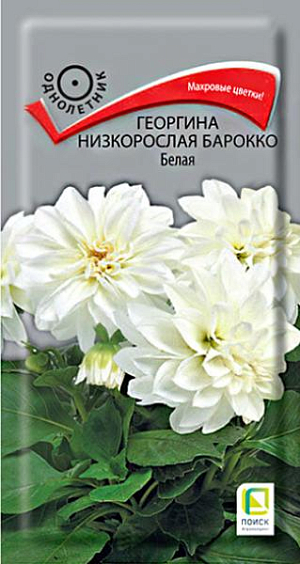 Семена Георгина низкорослая Барокко Белая. Растения компактные, высотой 35 см. Образуют аккуратный куст с махровыми белыми соцветиями диаметром 7-9 см. Используют большими группами в клумбах, вазонах и цветниках. Цветут с июля по октябрь.<br>
 <br>
 Агротехника. Любит обильный полив и подкормки. Семена высевают в марте в рассадные ящики. Глубина заделки 0,3-0,5 см. При температуре почвы +18°С всходы появляются на 7-14 день. Сеянцы пикируют в горшочки. Рассаду высаживают по окончании весенних заморозков (в конце мая), выдерживая расстояние между растениями 20-30 см.