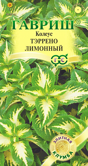 <div>
 Семена Колеус Тэррено лимонный.
</div>
Это компактные хорошо облиственные растения высотой 30-35 см с небольшими бархатистыми листьями ярких контрастных оттенков. Серия подходит для профессионального и любительского озеленения, рекомендуется для оформления бордюров, посадки массивами в группе с другими низкорослыми однолетниками. Культура предпочитает солнечные или слегка притененные места с богатой, легкой, кисловатой почвой. В феврале семена высевают на рассаду в смесь из листовой, торфяной, дерновой земли и песка (1:1:1:1) и слегка присыпают песком. При температуре 20-22°С и постоянном увлажнении всходы появляются через 14-18 дней. Подросшие растения пикируют и прищипывают (высота сеянцев не менее 10 см) для лучшего ветвления. На постоянное место высаживают в июне. В открытом грунте колеус выращивают как однолетнее растение. Осенью кусты можно пересадить в горшочки и перенести в комнату. 