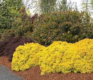 Барбарис тунберга Санни