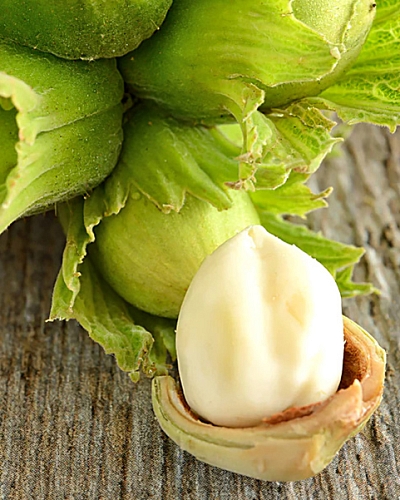 Саженцы Фундук Тамбовский ранний