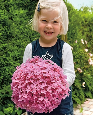 Гортензия древовидная Мэджикал Пинкербэлл