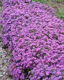 Астра кустарниковая Вудс Перпл