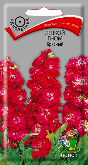 Семена Левкой Гном красный.
Махровые душистые цветки. Растение высотой 30 см. Крупные красные цветки собраны в компактные колосовидные соцветия. Листья ланцетные серовато-зеленые. Цветёт в июне-августе. Интересный вариант для контейнерной культуры, а так же великолепно выглядит на клумбах и бордюрах
Агротехника. Растение наиболее декоративно на открытом солнечном месте. Почву предпочитает хорошо дренированную, плодородную. В год посадки органические удобрения не вносят. Для июньского цветения семена высевают в середине марта. Глубина заделки семян 0,5 см. При температуре +18-20°C всходы появляются через 10-14 дней. Сеянцы закаляют при температуре +8-12°C. Всходы пикируют в стадии первых настоящих листочков, в мае рассаду высаживают в открытый грунт. Расстояние между растениями при высадке 15-20 см. С конца апреля можно сеять непосредственно в грунт. Семена соответствуют требованиям международных стандартов и ГОСТу РФ 12260-81