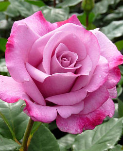 Роза чайно-гибридная Моди Блюз