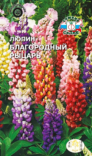 Семена Люпин Благородный рыцарь.
Многолетник. 
Высота растения 130 см.

Популярное многолетнее травянистое растение высотой 100-130 см. Многочисленные цветки собраны в большие кистевидные соцветия длиной 30-40 см. Кусты с множеством прочных цветоносов. Цветение в июне, очень обильное, при своевременном удалении отцветших соцветий, продолжается до августа. Растение неприхотливое, не требовательное к почвам, засухоустойчивое и зимостойкое. Хорошо обогащает землю азотом. Выращивается в одиночных и групповых посадках с другими многолетниками. Отличный материал для срезки.

