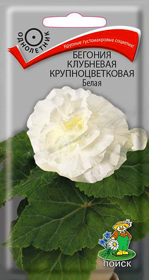 <div>
 Семена Бегония клубневая крупноцветковая Белая.
</div>
 Крупные густомахровые соцветия! Растение высотой до 30-35 см., мощные, с толстыми побегами. Размер цветка 8-9 см. Цветение обильное. Цветы крупные камелиевидные, густомахровые, белые. Выращивание в полутени, но при обильном регулярном поливе можно размещать и на солнечном месте. Превосходно подходит для выращивания в горшках, контейнерах и в открытом грунте.<br>
 <br>
 <b> Агротехника.</b> Растения предпочитают светлые места и хорошо проветриваемые помещения. Почву держат постоянно влажной. После цветения полив постепенно уменьшают до полного подсыхания надземной части, которую удаляют. Растение ставят в сухое прохладное место на 2-2,5 месяца, очень редко увлажняют. Легко размножается семенами. Сеют в январе-феврале. На почву насыпают слой прокаленного песка толщиной 3 мм., выравнивают и хорошо увлажняют его. Семена не присыпают. Посадочную емкость накрывают стеклом и ставят в освещенное теплое место. Поливают мягкой водой из опрыскивателя. Первая пикировка в фазе 3-х листьев, вторая – через 2 месяца. <br>
Семена соответствуют требованиям международных стандартов и ГОСТу РФ 12260-81