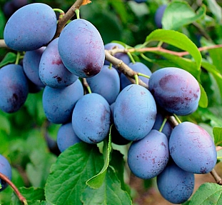 Слива Венгерка Белорусская