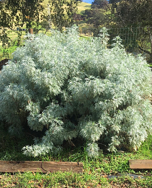 Полынь древовидная