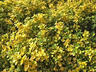 Тимьян лимоннопахнущий Бертрам Андерсон