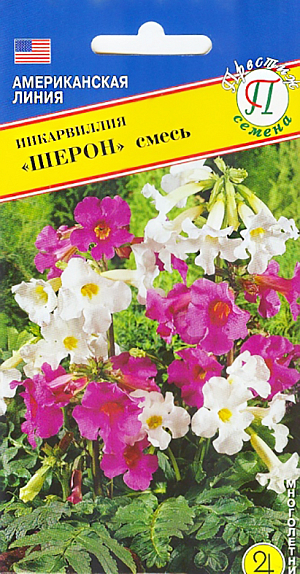 Семена Инкарвиллия Шерон смесь.
Многолетник. Редко встречающееся многолетнее растение. Крепкий куст высотой 25-50 см и шириной 20 см обильно цветет все лето. Цветки кремово-белые и розовые диаметром 5 см собраны в соцветия (3-4 цветка), листья перисто-рассеченные похожи на папоротник. Посев на рассаду в марте или сразу в открытый грунт в мае-июне. Сеют по поверхности, присыпая вермикулитом. Всходы часто опрыскивают. Растение светолюбиво, предпочитает легкие плодородные почвы. При регулярном поливе и подкормке, растение зацветает через 10-13 недель от всходов. Предпочитает хорошо дренированную почву. На зиму требует укрытия. На одном месте растет до 5 лет. Идеально смотрится в групповых посадках вдоль дорожек, на каменистых участках, где хорошо сочетается с иберисами и фиалками. Эффектно смотрятся в букетах.