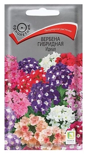 Вербена гибридная Идеал