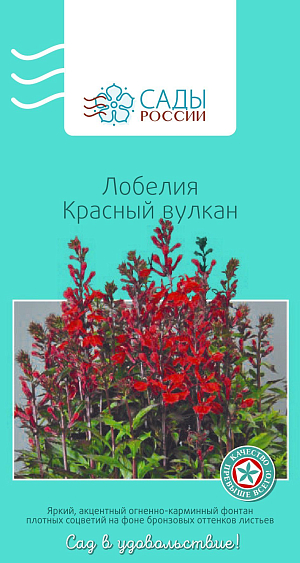 Лобелия Красный вулкан

Яркий, акцентный огненно-карминно-красный фонтан плотных соцветий на фоне оранжевых и бронзовых оттенков листьев эффектно смотрится как в одиночных посадках, так и в групповых композициях. Растения выравненные, хорошо разветвленные, с прочными устойчивыми цветоносами.
