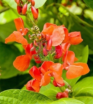 Однолетнее растение с тонкими вьющимися стеблями, длиной до 5 м. Цветение через 70 дней после всходов. Широко используются для вертикального озеленения, особенно для украшения балконов. Цветки величиной около 1 см собраны в рыхлые кисти по 7-15 штук. Окраска их ярко-красная. Имеются формы с кремовой, розовой и двуцветной окраской цветков. Растения теплолюбивы, теневыносливы, но лучше растут на солнечных местах. Предпочитают глубоко обработанные умеренно влажные почвы.