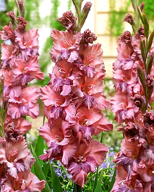 Гладиолус Якутск