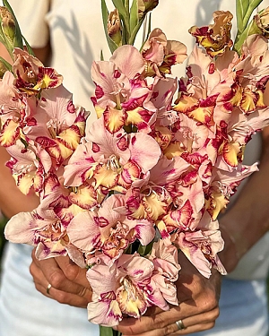 Гладиолус Кепо