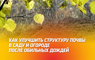 КАК УЛУЧШИТЬ СТРУКТУРУ ПОЧВЫ В САДУ И ОГОРОДЕ ПОСЛЕ ОБИЛЬНЫХ ДОЖДЕЙ