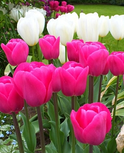 Тюльпан триумф Барселона