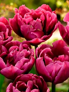 Тюльпан махровый ранний Маргарита