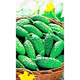 Семена Огурец Бочковой засол
