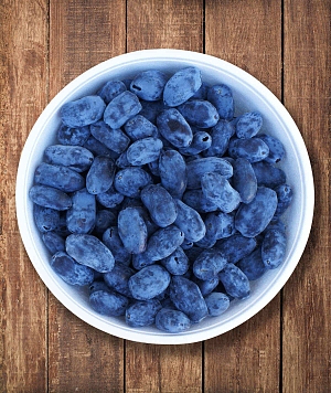 Жимолость Тундра