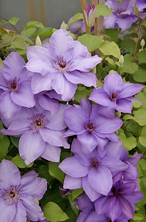 Клематис Эстер