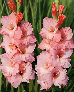 Гладиолус Шуга Бейб