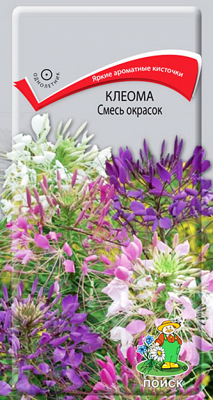 Семена Клеома смесь окрасок.
Смесь ярких ароматных кисточек. Травянистое растение с прямостоячими стеблями, 80-100 см высотой. Цветки имеют оригинальную форму, четырёхлепестные, 2-3 см в диаметре, на длинных цветоножках, собраны в верхушечные кистевидные соцветия, разнообразной окраски. Цветет обильно с июня по сентябрь. Используют в миксбордерах, групповых и одиночных посадках. 
Агротехника. Растение свето- и теплолюбивое, засухоустойчивое. Предпочитает нейтральные почвы. Размножают посевом семян в марте в теплице или под зиму. Глубина посадки семян 1-1,5 см. При температуре +20°C всходы появляются на 25-30 день. Сеянцы пикируют в торфо-перегнойные горшочки, на постоянное место высаживают в конце мая. Схема посадки 30х50 см. Семена соответствуют требованиям международных стандартов и ГОСТу РФ 12260-81.