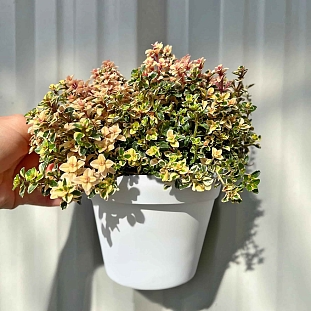 Тимьян лимоннопахнущий Фоксли