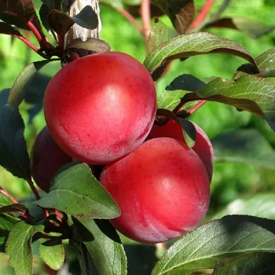 Слива Дудука