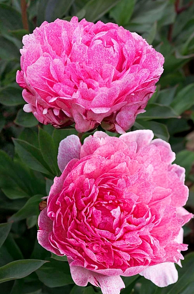 Пион Питерджи Фринд Вагенаар