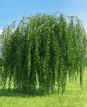 Берёза карликовая Повислая