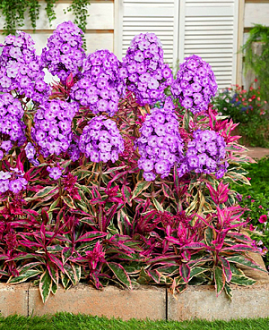 Саженец Флокс метельчатый Олимпус